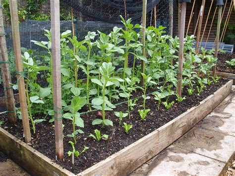 Broad bean support ideas | garden ideas | Pinterest