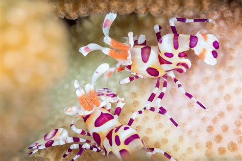 The harlequin shrimp is a starfish assassin - Australian Geographic