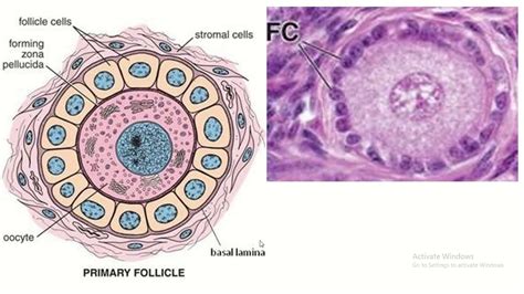 Ovarian Follicle Labeled