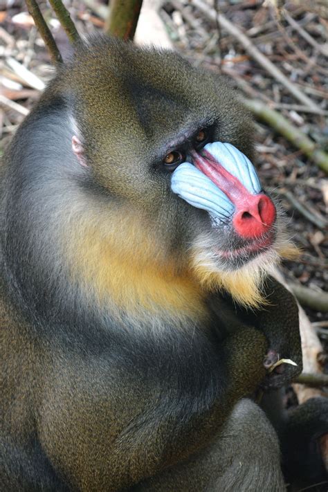 Mandrill | Mandrill, Mammals, Animals