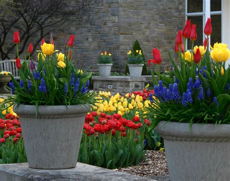 How to Create a Spring Bulb Container Garden-Natorp's