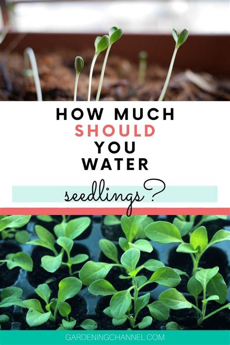 How to Water Seeds and Seedlings in 2020 (With images) | Seedlings, Starting a vegetable garden ...