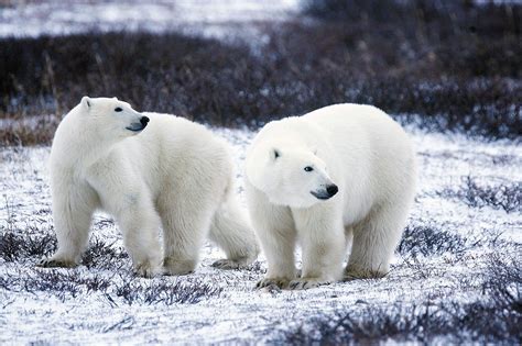 Polar Bear extinction by 2100:Arctic warming - Natures Zeal