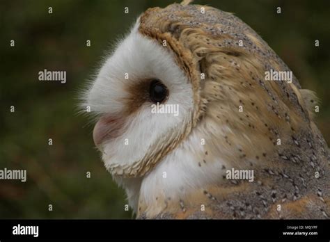 Birds of Prey - Owls Stock Photo - Alamy