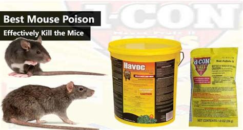 Best Mouse Poison 2021: Effectively Kill the Mice