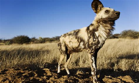 African Wild Dog Habitat Maps