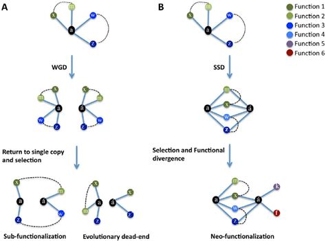 Model of evolution after gene duplication. After whole genome ...