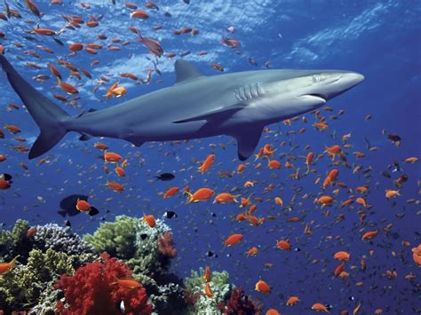 Wallpaper : animals, sea, underwater, coral reef, ocean, ecosystem, marine biology, coral reef ...