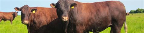 Sussex Cattle Society | SellMyLivestock - The Online Livestock Marketplace