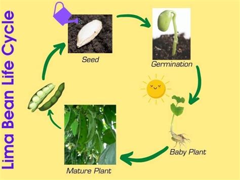 15 Amazing Lima Beans Facts, Life Cycle of Lima Beans