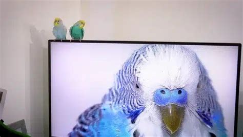 Happy Budgie Sounds? Signs and Meaning