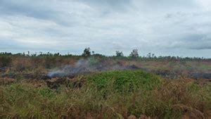 Loss of habitat - Borneo Orangutan Survival Australia