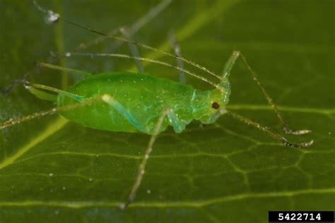 green peach aphid, Myzus persicae (Hemiptera: Aphididae) - 5422714