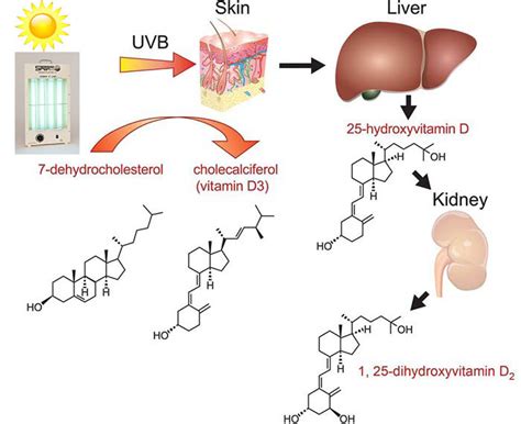 How a Vitamin D Lamp works – True Sun LLC