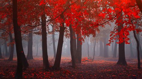 秋天 森林 雾 树林 红色树叶 自然风景桌面壁纸壁纸秋天壁纸图片_桌面壁纸图片_壁纸下载-元气壁纸