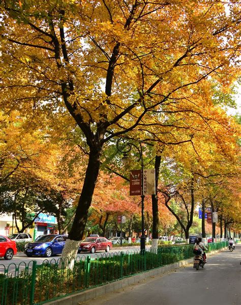 Best viewing spots for autumn foliage in Guilin, Guilin Trip Ideas ...