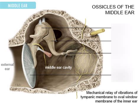 ossicles of the middle ear Diagram | Quizlet