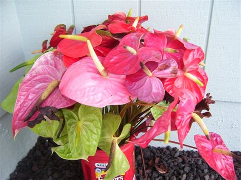 Tips For When You Buy Anthurium Flowers