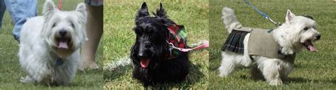 Scottish Breed Dogs - 65th Ligonier Highland Games Saturday, September 14, 2024