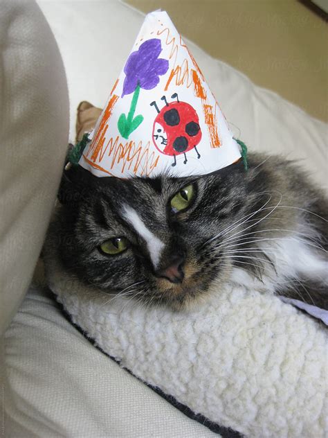 "Adorable Kitten Wearing Birthday Hat" by Stocksy Contributor "Rialto Images" - Stocksy