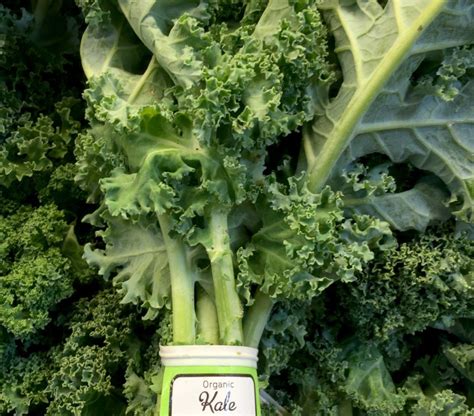 Kale – Curly – organic | Foodie Bars