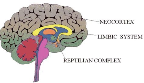 fase 3 rationeel gedrag - neocortex | Reptilian brain, Triune brain ...