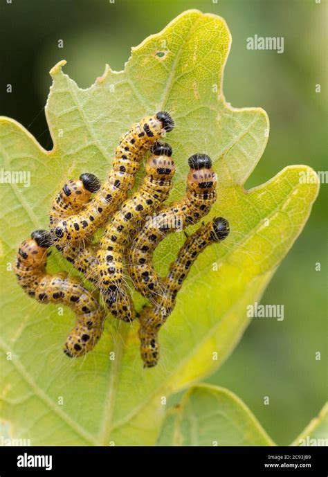 Multiple yellow and black caterpillars hi-res stock photography and images - Alamy