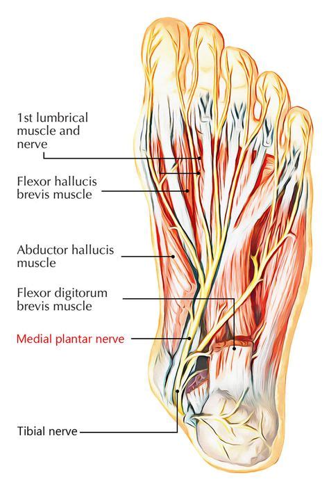 Medial Plantar Nerve | Sensory nerves, Muscle, nerve, Human body