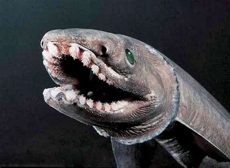 TOP 10: the most terrifying sea monsters you might not have known ...