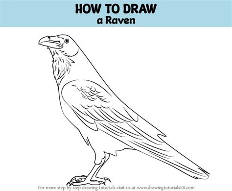 How to Draw a Raven (Birds) Step by Step | DrawingTutorials101.com