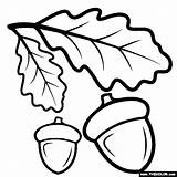 Oak Tree Acorns Coloring Page sketch template