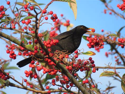 How plants hitchhike on animal poo | Kew