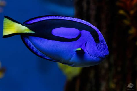 Dory in Finding Nemo - Facts and Photographs | Seaunseen