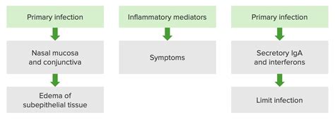 Rhinovirus | Concise Medical Knowledge