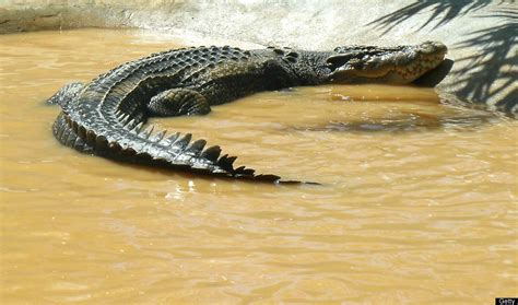 World's Largest Captive Crocodile Lolong Dies In Philippines