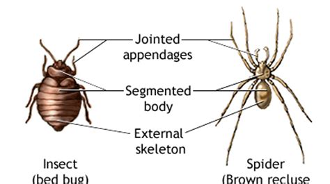 Brown Recluse Spider Web