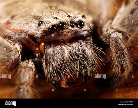 Huntsman spider australia hi-res stock photography and images - Alamy