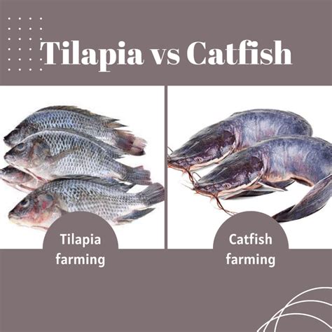 catfish farming vs tilapia farming - Catfish Farm Enterprise