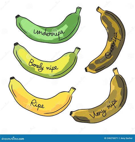 Banana Ripeness Stages Infographics Chart. Bunch Of Bananas Colour Gradation Set. Ripening ...