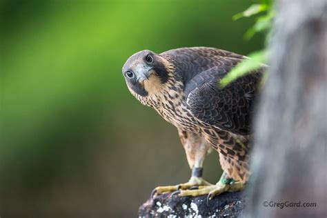 Juvenile Peregrine Falcon | Banded juvenile Peregrine Falcon… | Flickr