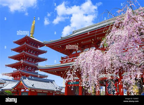 Hozomon, the inner gate, and the five storey pagoda with cherry blossom at the Senso-Ji Temple ...