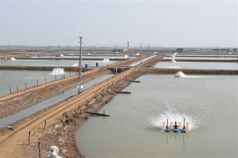 Shrimp culture in India: Hatchery, farm, industry issues - Responsible ...