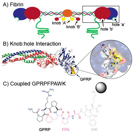 IJMS | Free Full-Text | Development of Transient Recombinant Expression and Affinity ...