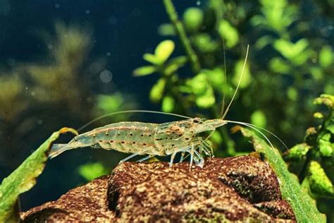 Amano Shrimp Tank Mates: 6 Compatible Creatures They'd Get Along With