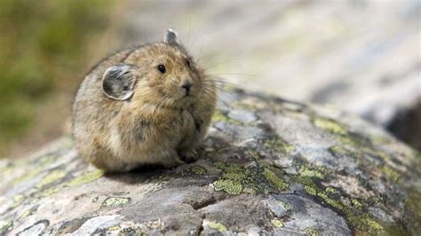 Pikas Are the Pikachus of the Wild | HowStuffWorks