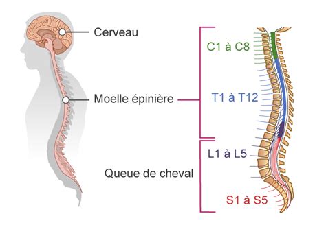 anatomie comparée du système nerveux des vertébrés