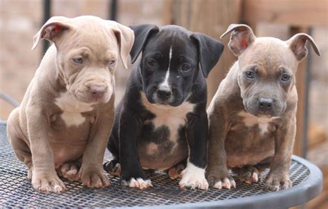 Having a pit bull means that you have a wonderful family! - UrDogs