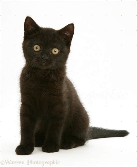 21+ British Shorthair Cat Black - Furry Kittens