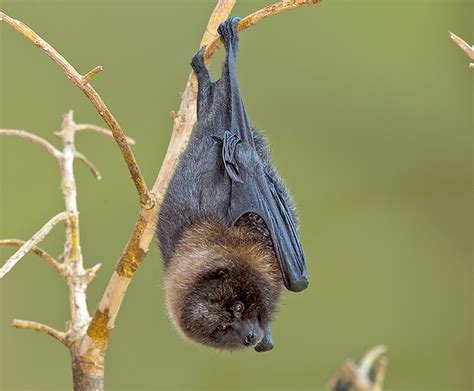 Rodrigues fruit bat | San Diego Zoo Wildlife Explorers