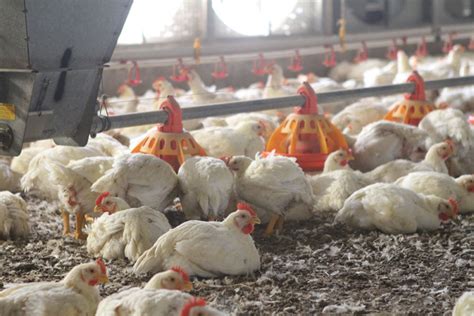 Poultry equipment manufacturer - Modern free range poultry systems - Poultry turnkey projects ...